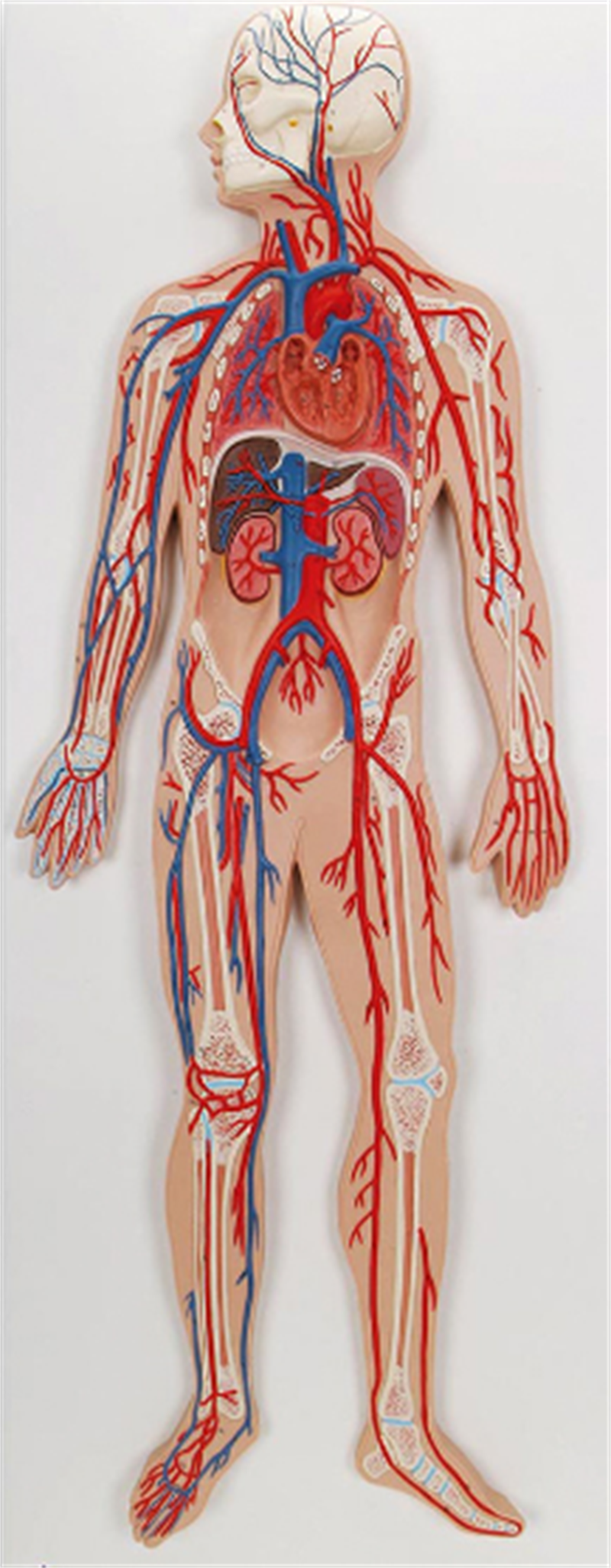 Anatomy model circulatory system