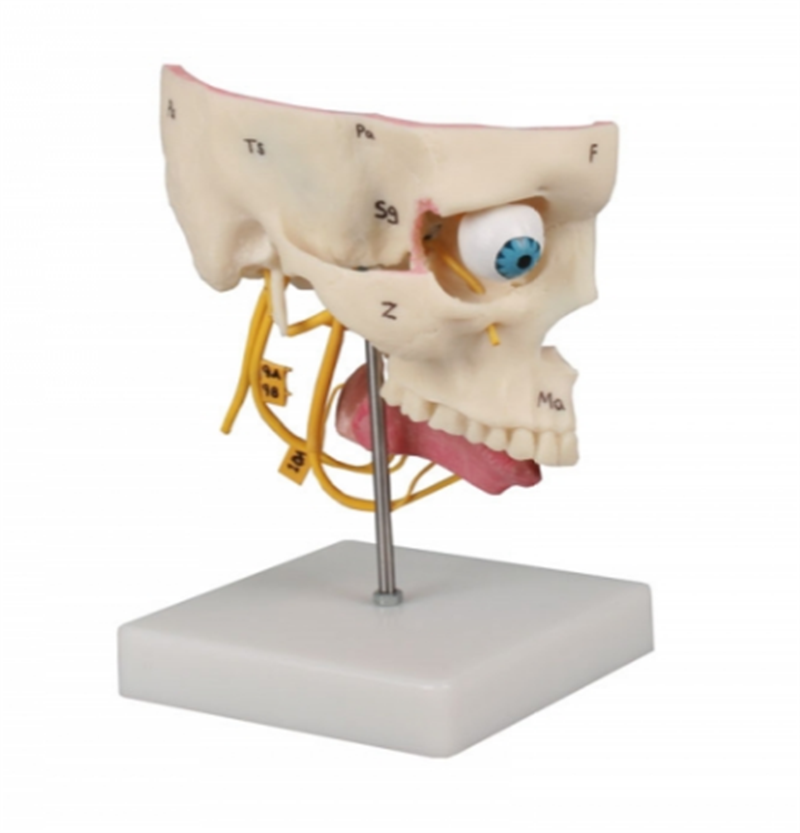 Anatomy model of the nose and facial sinuses
