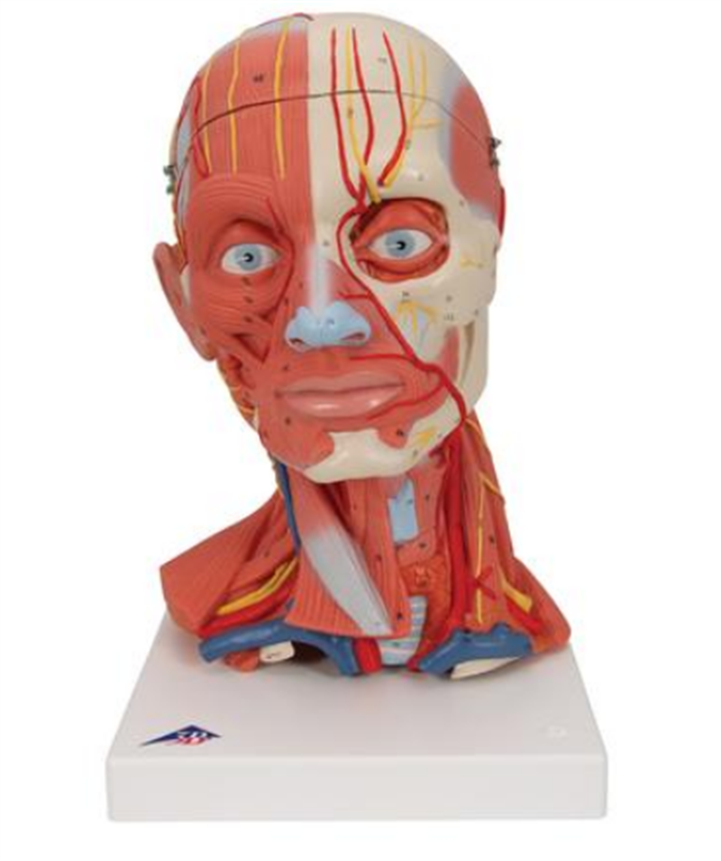 Anatomical model of the head and neck musculoskeletal system