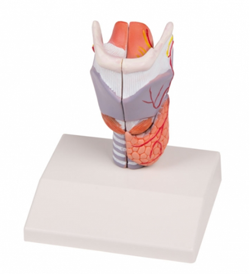 Thyroid model